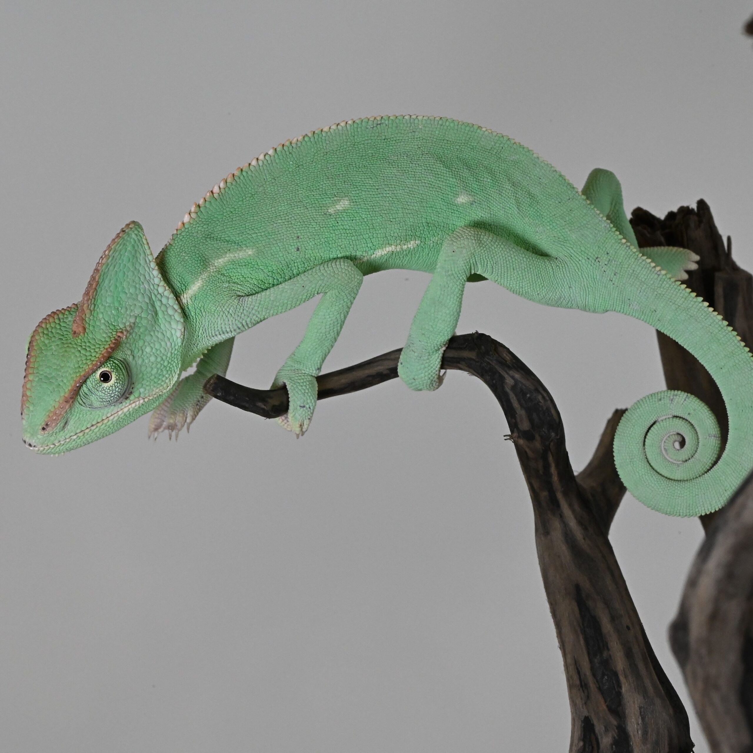 Total value of XXX million yen! Super rare chameleons! [Kobe