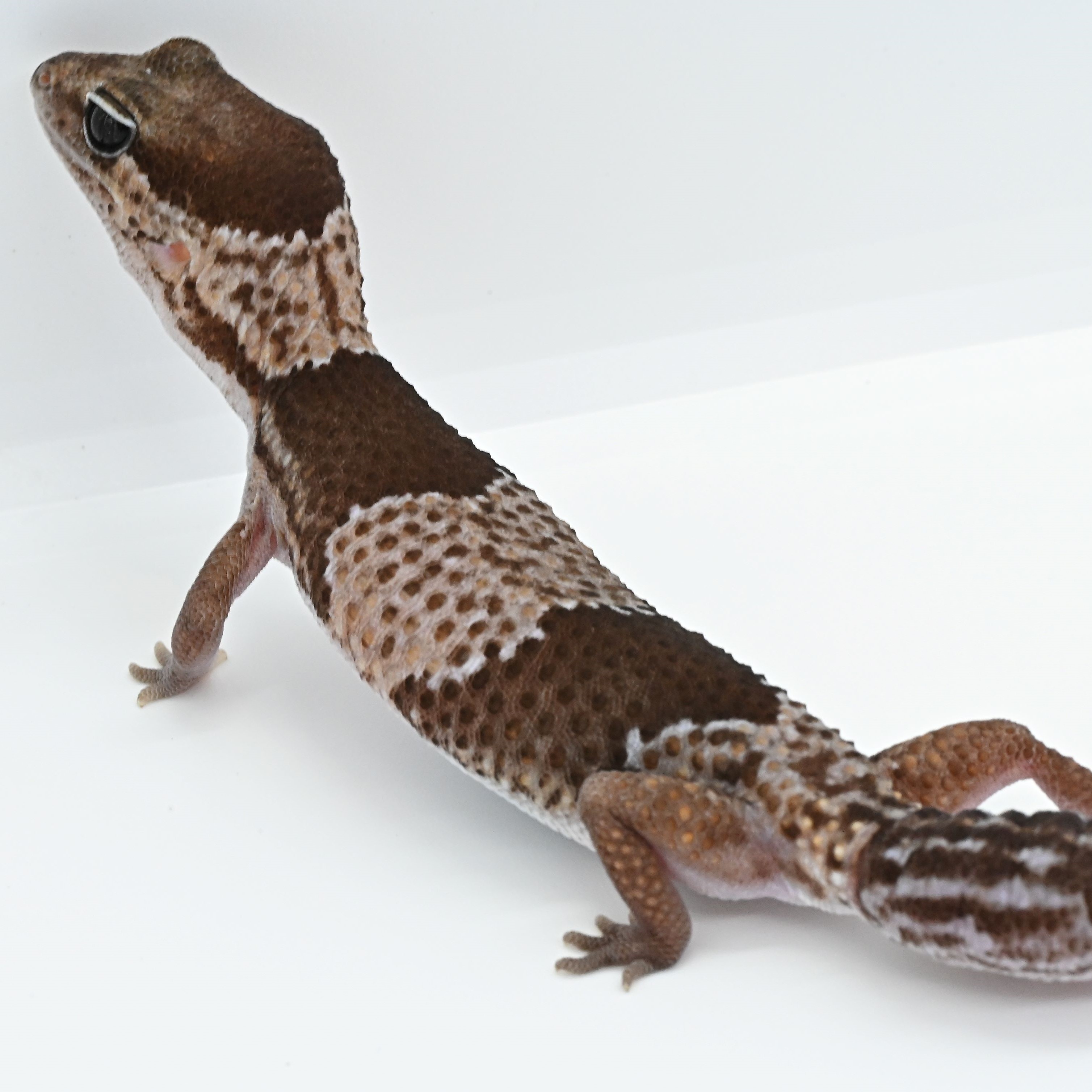 ニシアフリカトカゲモドキ