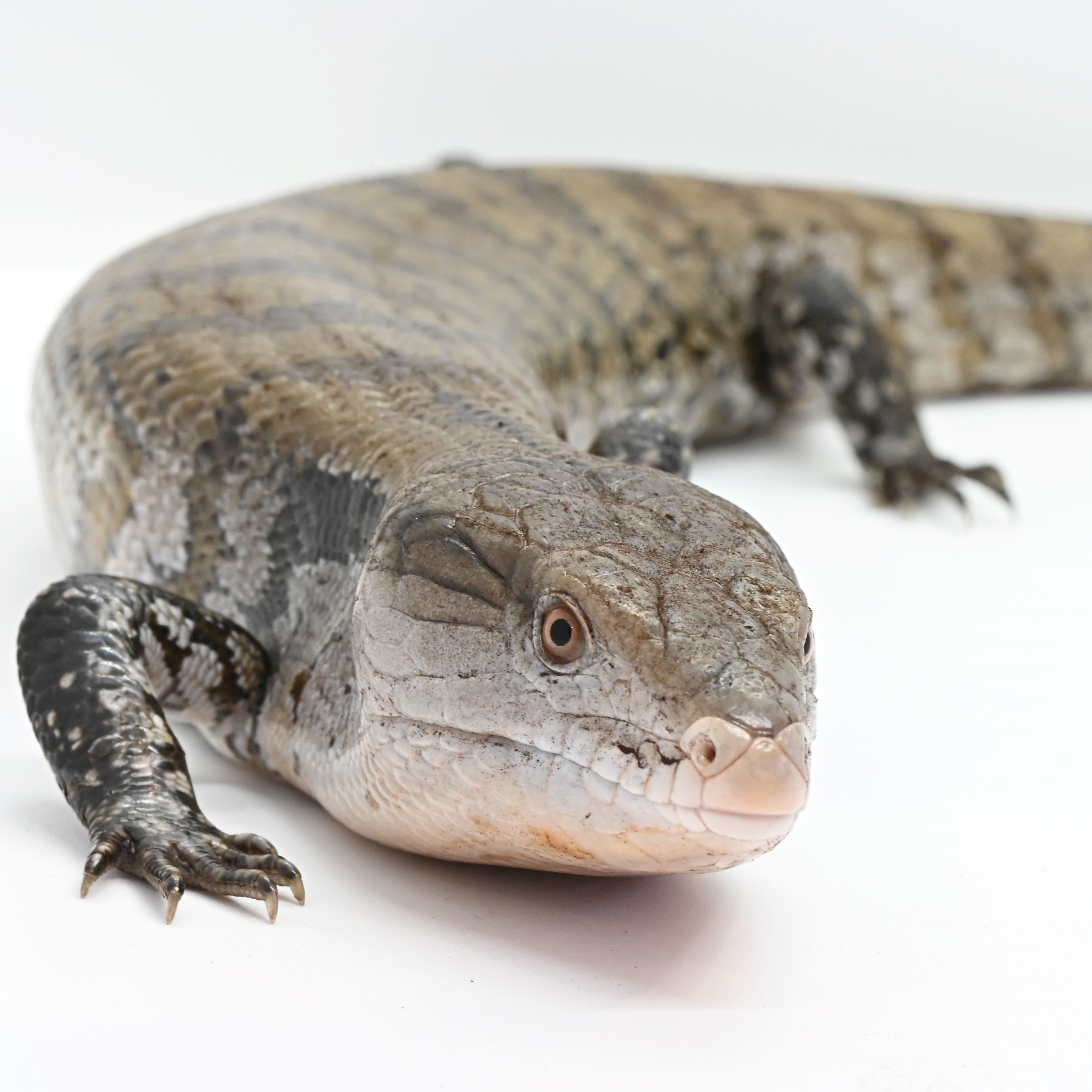 メラウケアオジタトカゲの画像