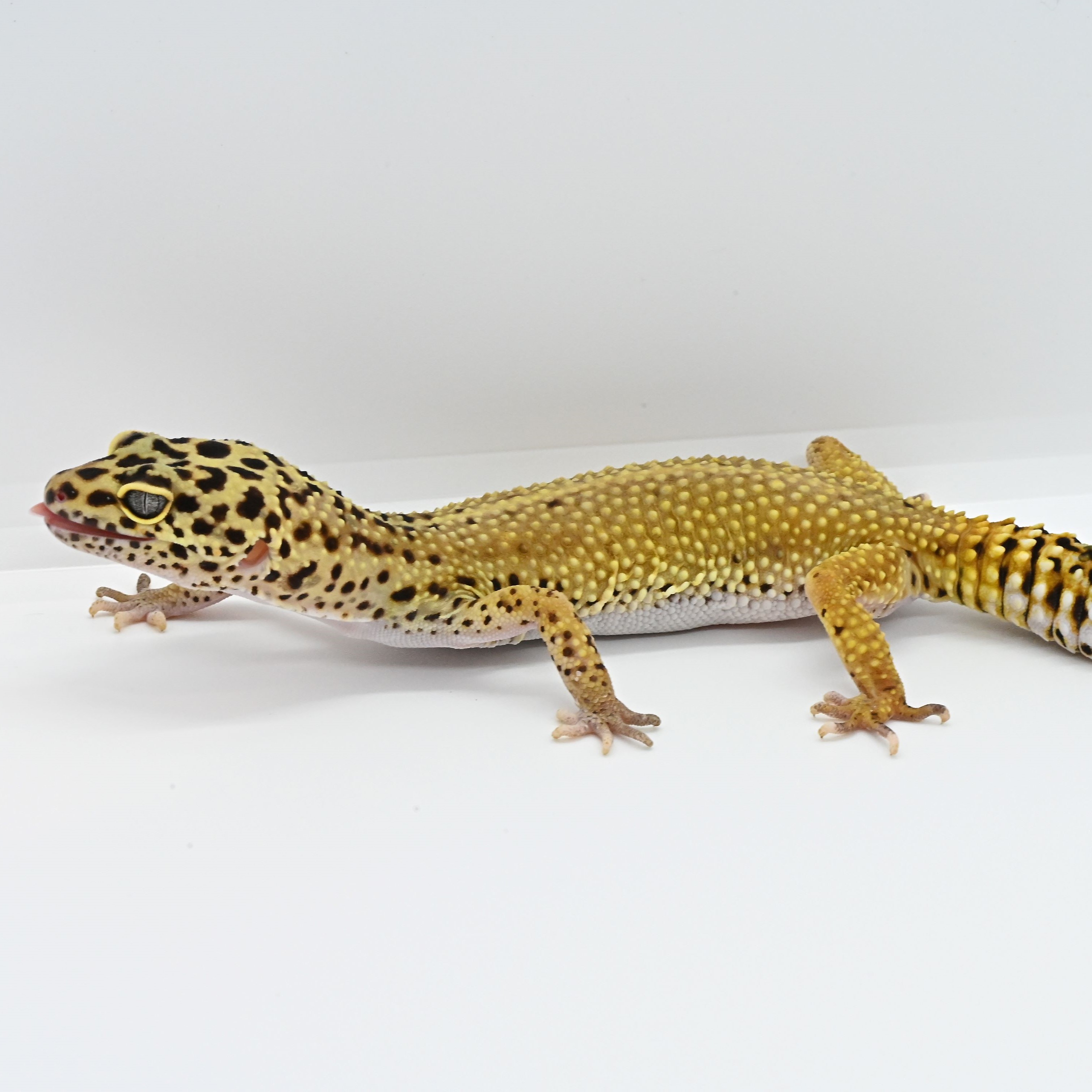 ヒョウモントカゲモドキの画像