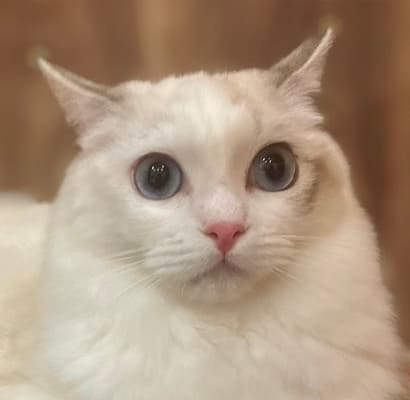 わさび