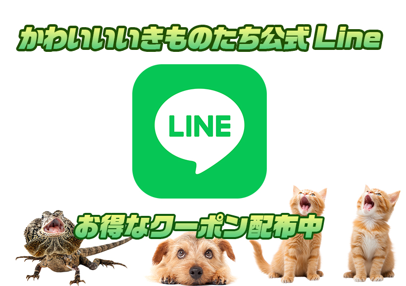 公式Line