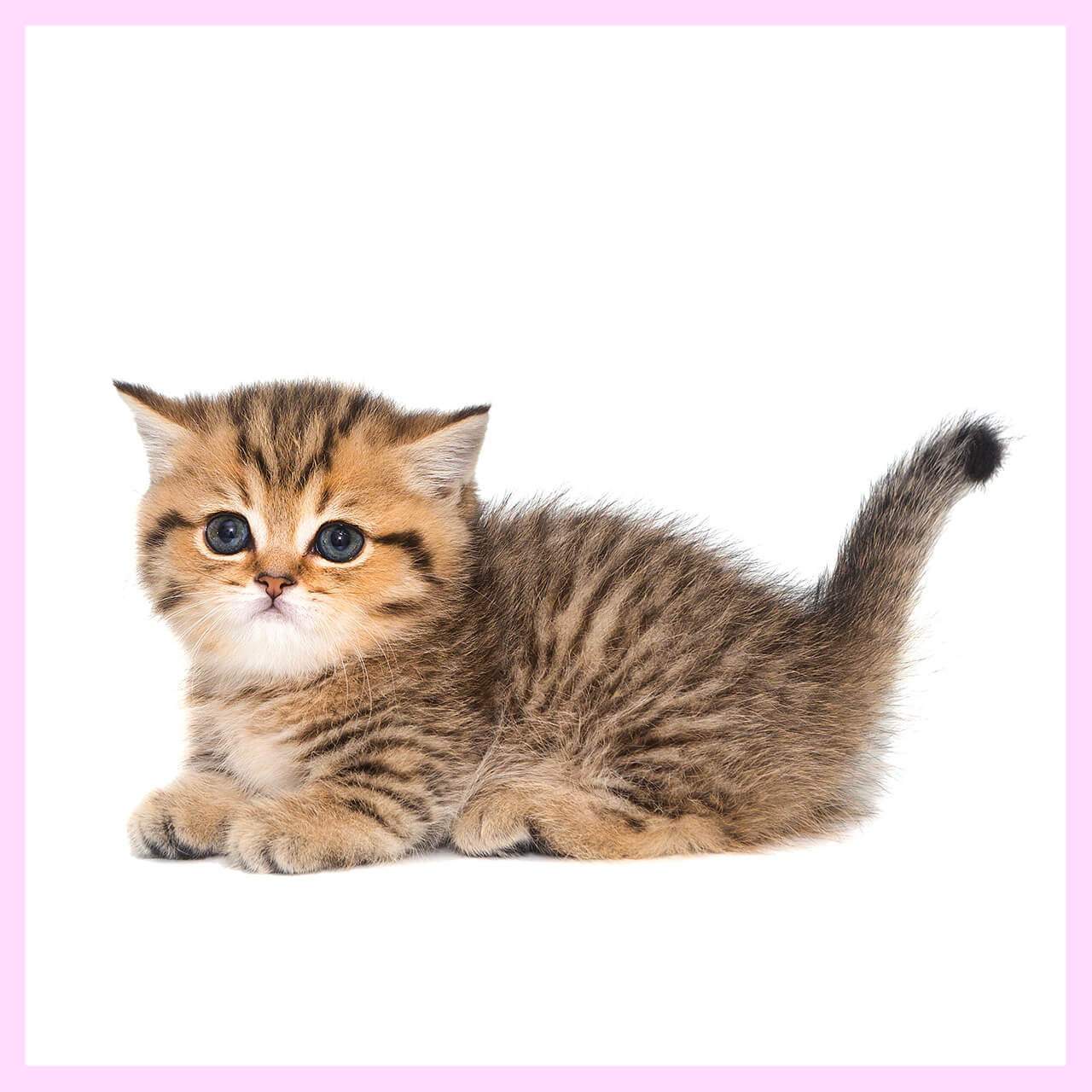 マンチカン専門店