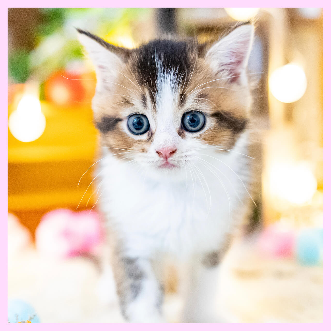 飼いやすさのポイント