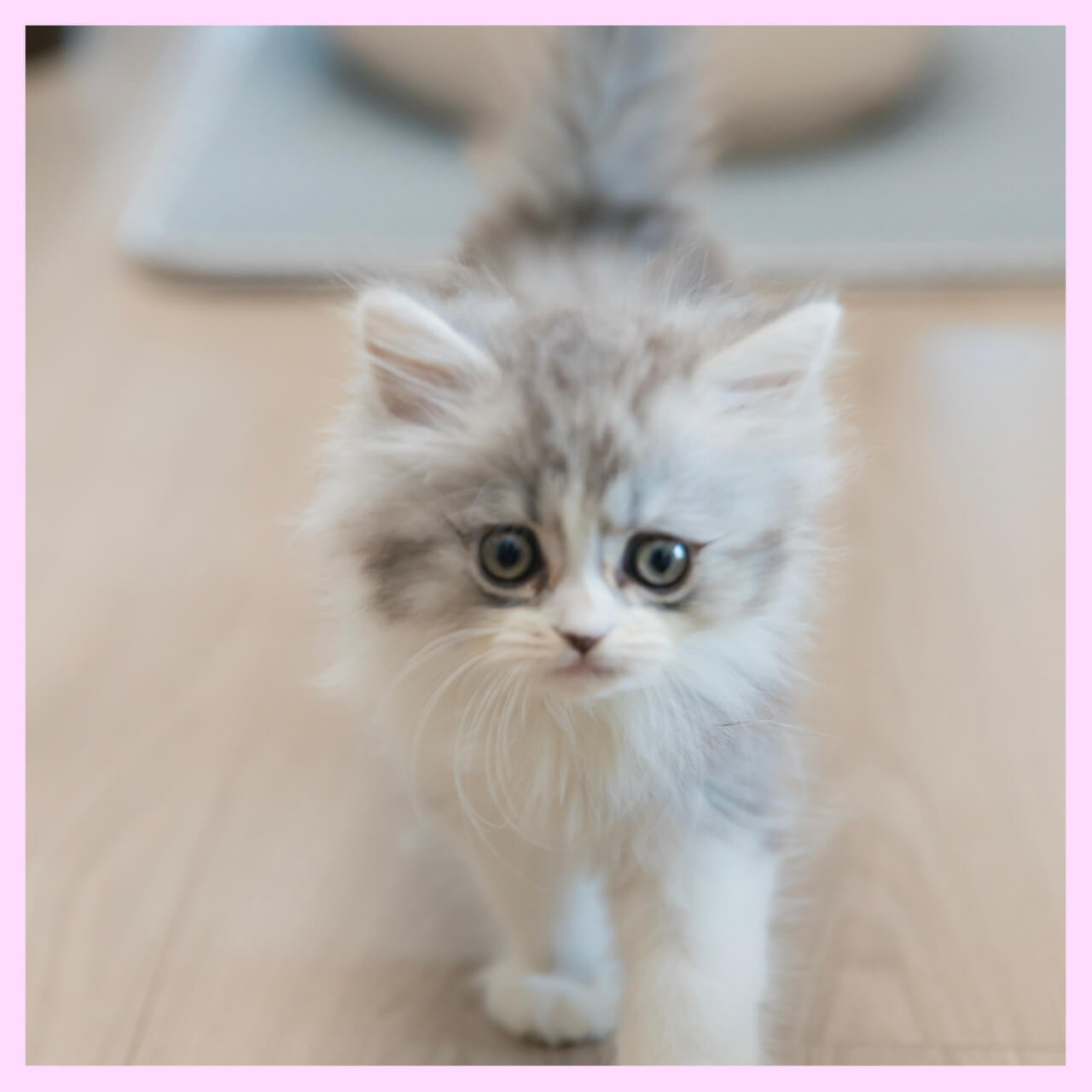 ミヌエット専門店