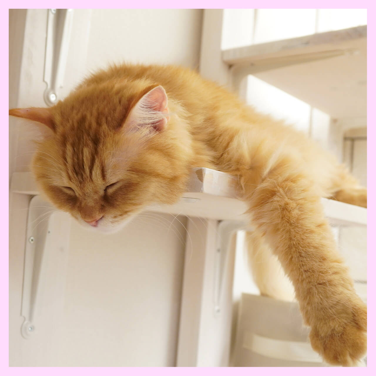 マンチカン専門店