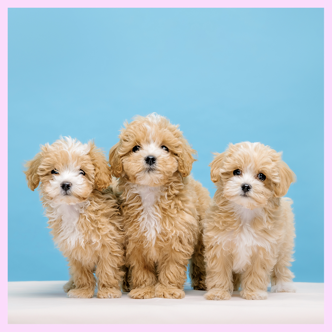 プードル専門店