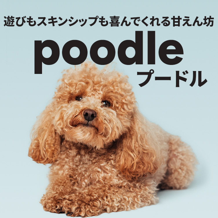 プードル