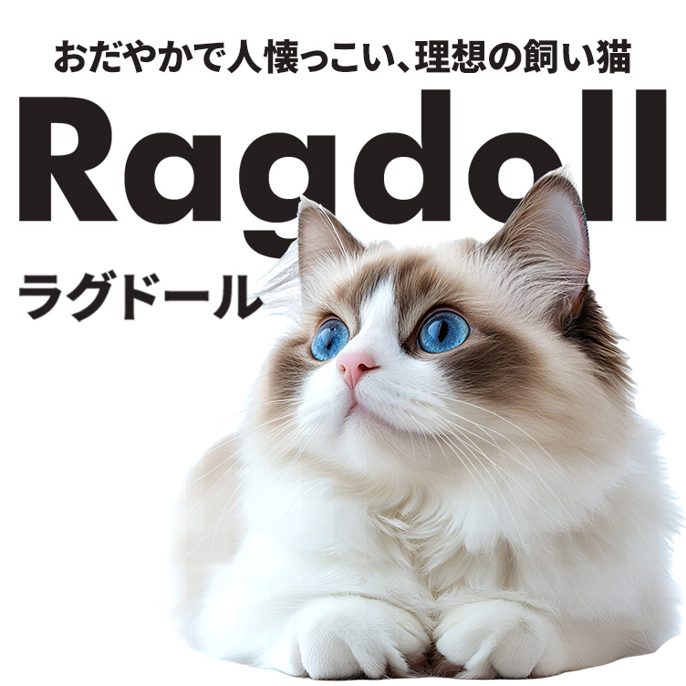 ラグドール