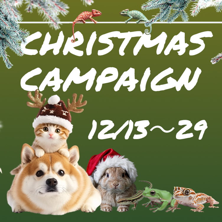 2025クリスマスキャンペーン