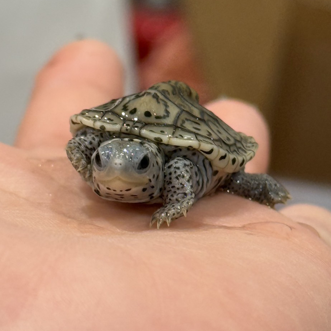 日程のご予約画像