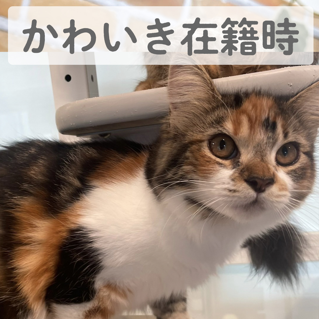 サイベリアン　Gaiaちゃん