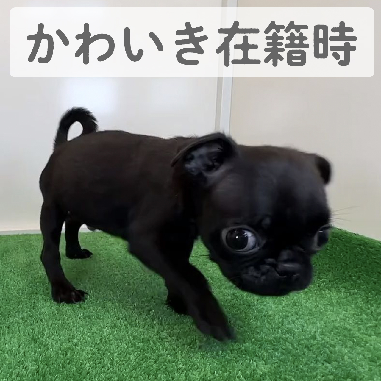 パグ　どんぐりくん