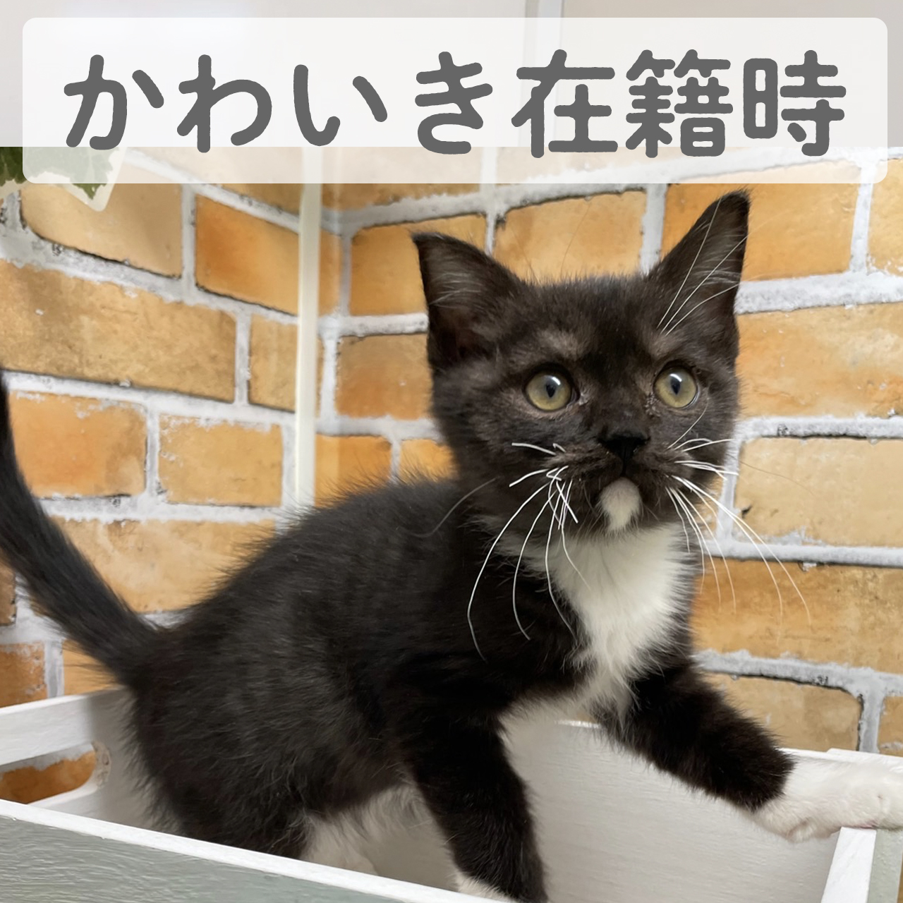 ブリティッシュ・ショートヘア　ルイくん