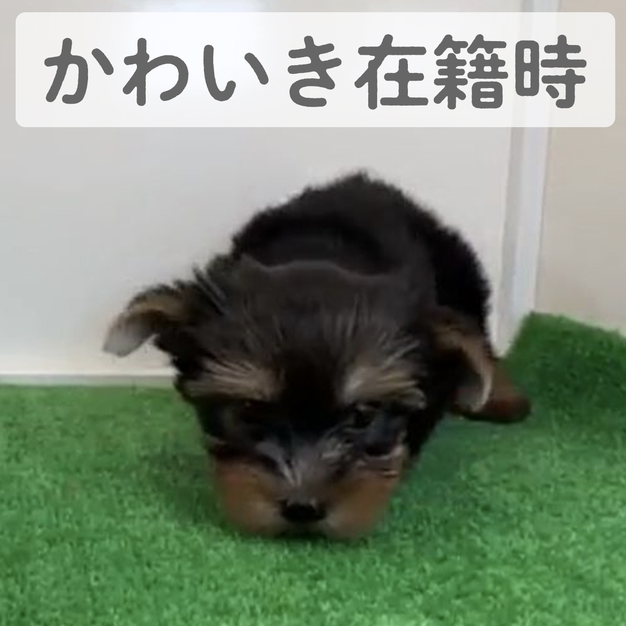 ヨークシャテリア　アレンくん