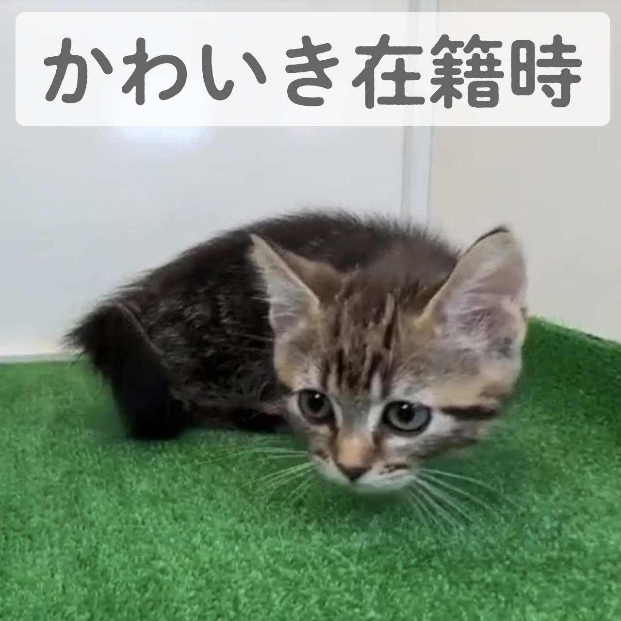 マンチカン　歩斗風(ぽとふ) くん