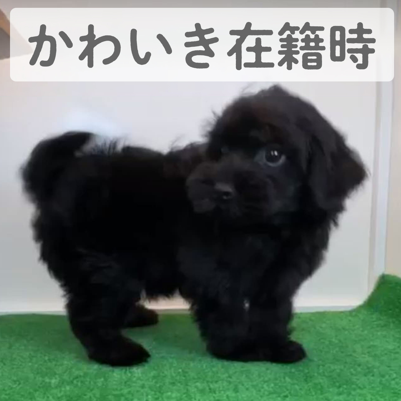 プーキー　レンくん　（Y様）