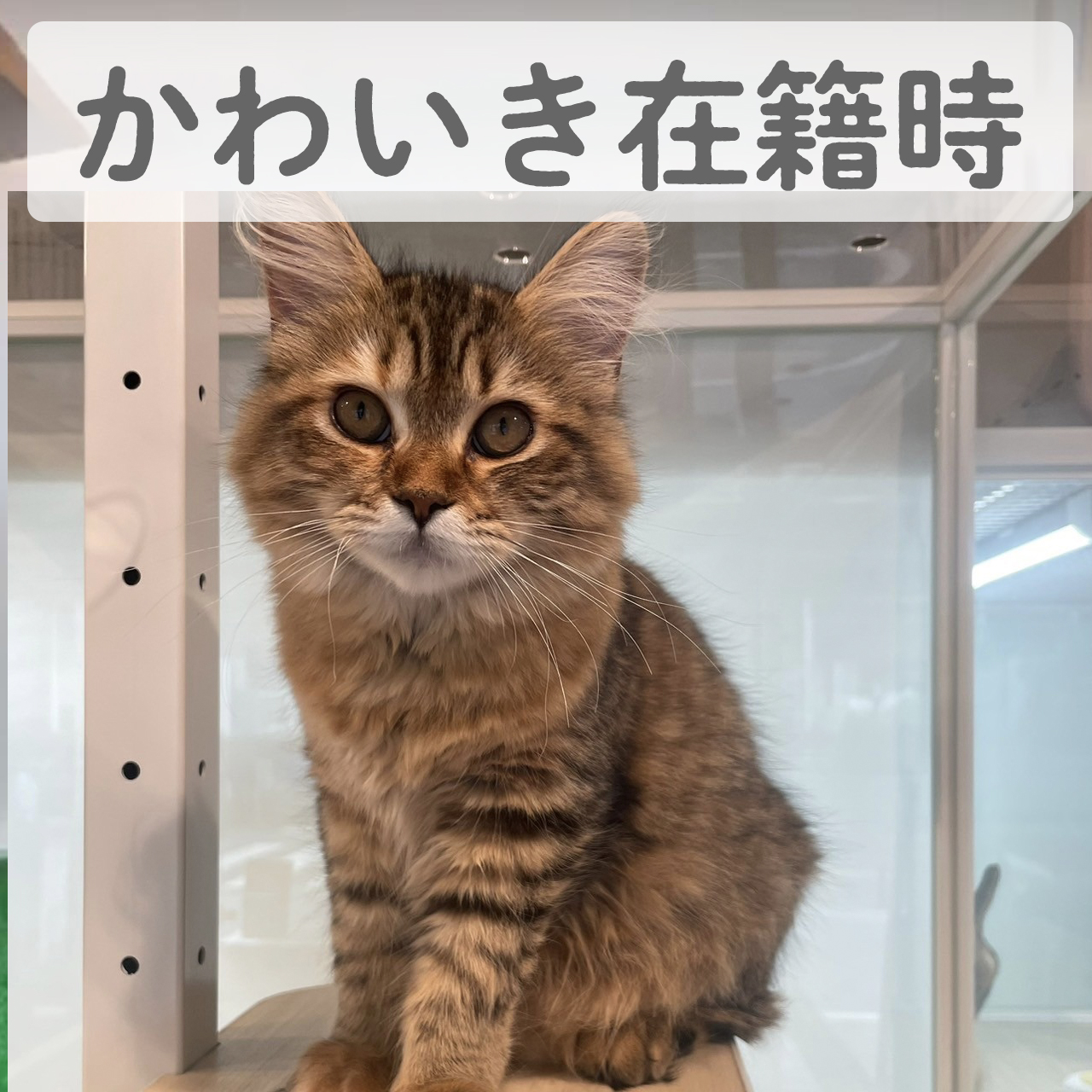 サイベリアン　ぱやんちゃん（M様）