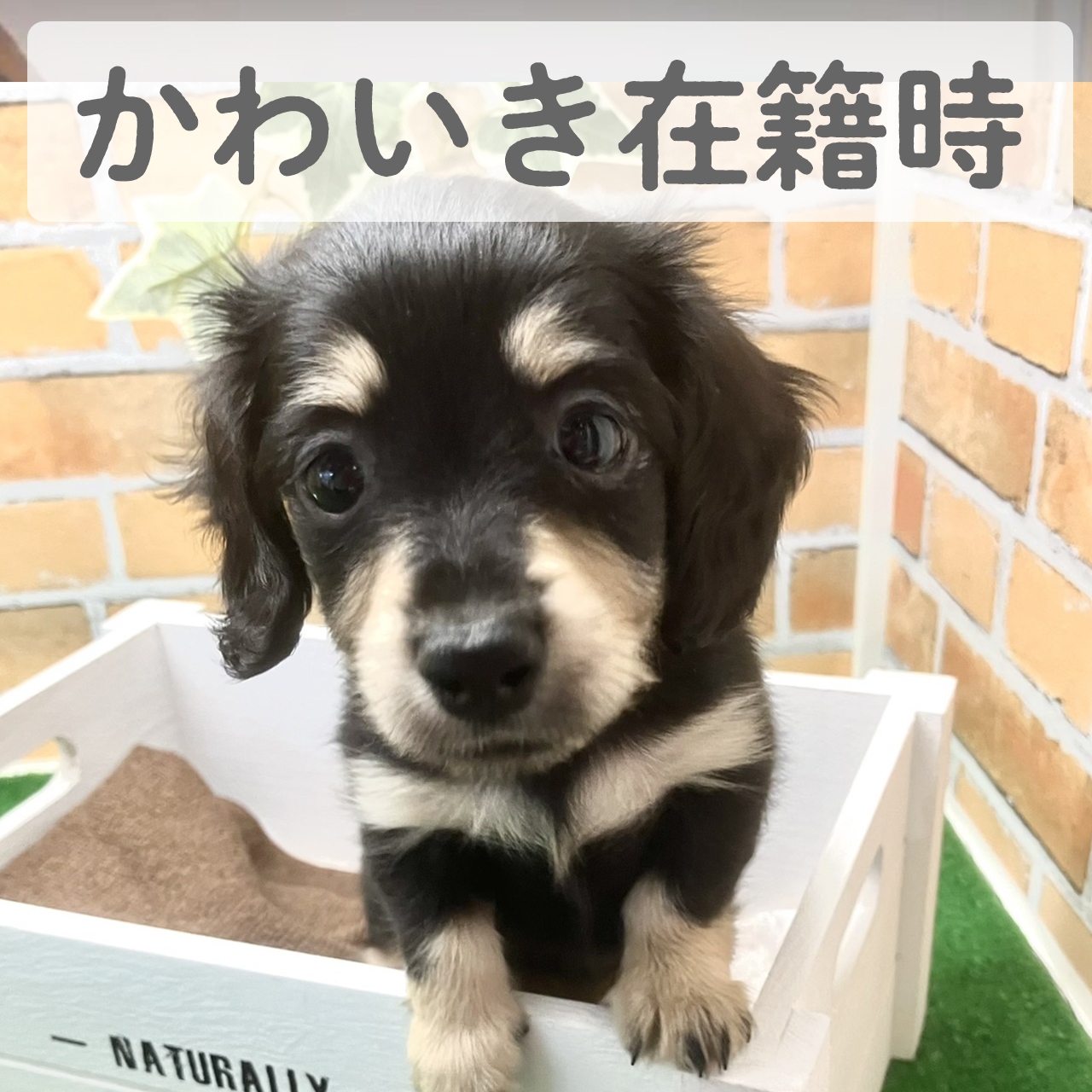 カニンヘンダックスフンド　マロちゃん（K様）