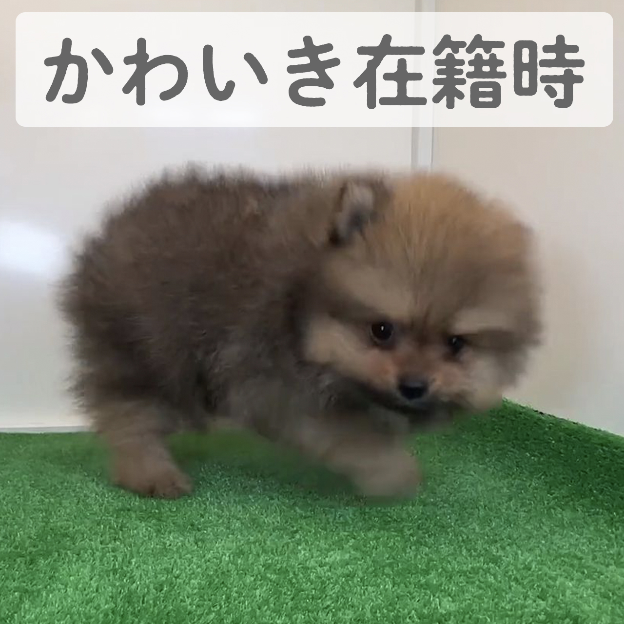 ポメラニアン　ドンチッチくん　（Y様）