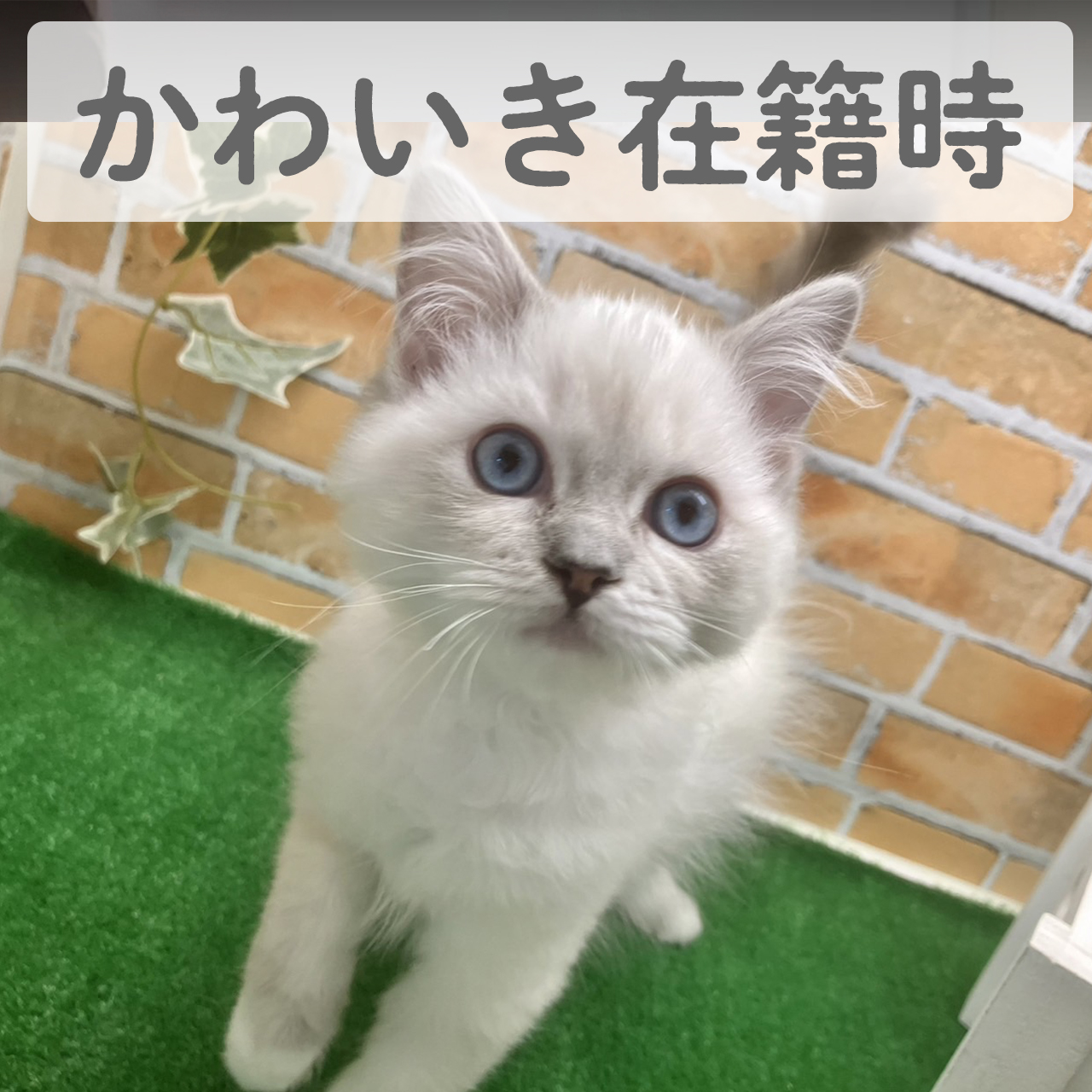 ラグドール　ミルクちゃん　（Y様）