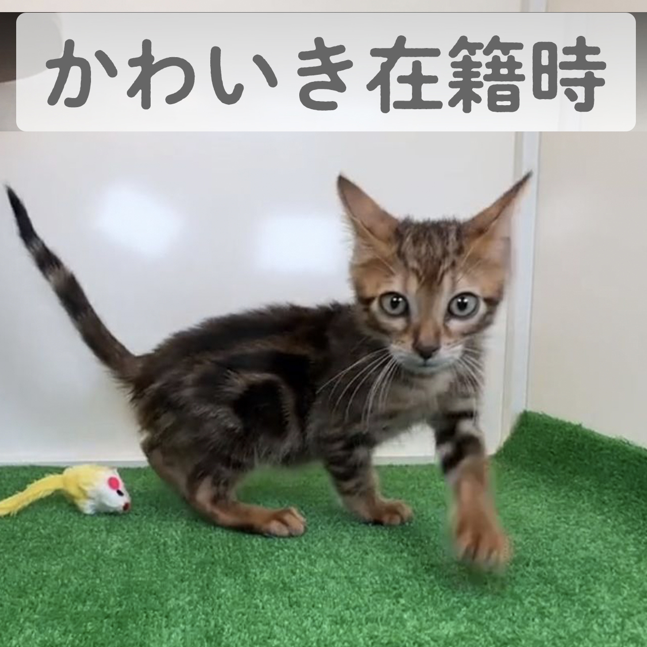 ベンガル　ジョジョくん　（I様）